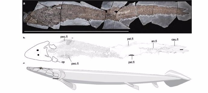 Un fósil de pez redefine cómo evolucionó la mano humana a partir de aletas