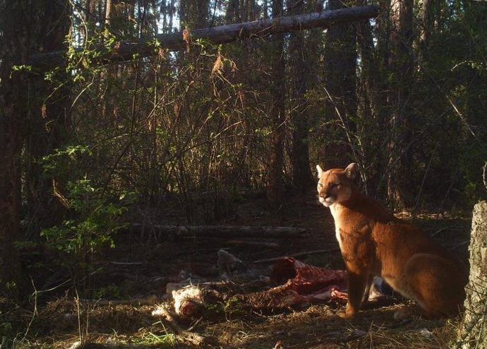 Los grandes depredadores aprovechan su atracción fatal con los pequeños