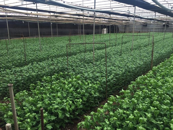 CC-PNC pide medidas urgentes para el sector ganadero y la floricultura ante el r