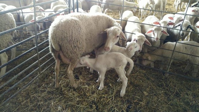 Los ganaderos continúan realizando sus labores para que no se rompa la cadena alimentaria.