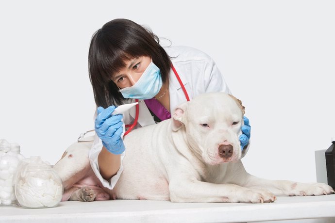 Algunos veterinarios se ofrecen a colaborar durante la pandemia de coronavirus (Archivo)