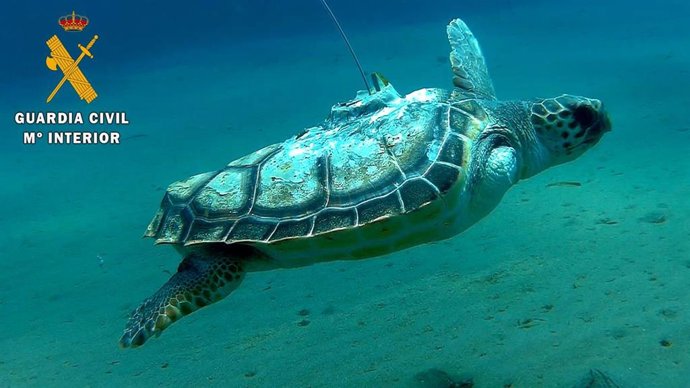 La tortuga Benjamín, tras ser reintroducida al mar en julio de 2018 en Almería