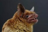 Foto: Un estudio en 2007 advirtió de que los coronavirus de murciélagos eran una "bomba de relojería" en China