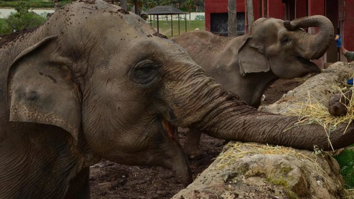 Elefantes de Terra Natura Benidorm.