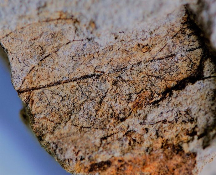 Hoja fósil en un yacimiento en La Palma