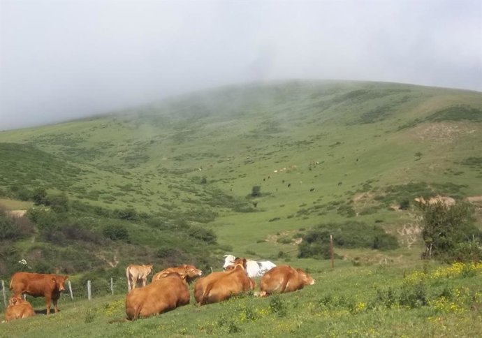 Vacas en Campoo de Yuso