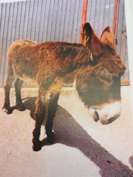 Imagen del asno en Salamanca