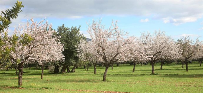 Almendros en flor en Mallorca.