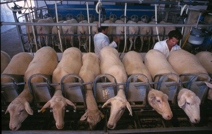 Coronavirus.- La DOP Torta del Casar certifica la producción de queso "aplicando