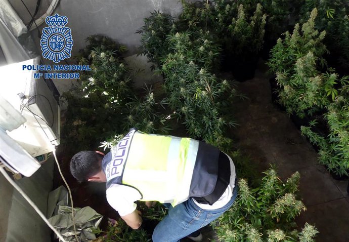 Un agente con algunas de las plantas localizadas.