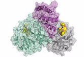 Foto: Decodifican una proteína responsable de la replicación del coronavirus