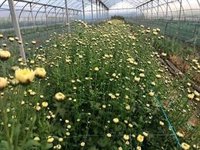 La Junta apoyará al sector de la flor cortada ante la caída de ventas por coronavirus y reclama medidas al Gobierno