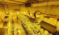 Dos detenidos y casi 400 plantas de marihuana intervenidas en la nave de un polígono de Sevilla
