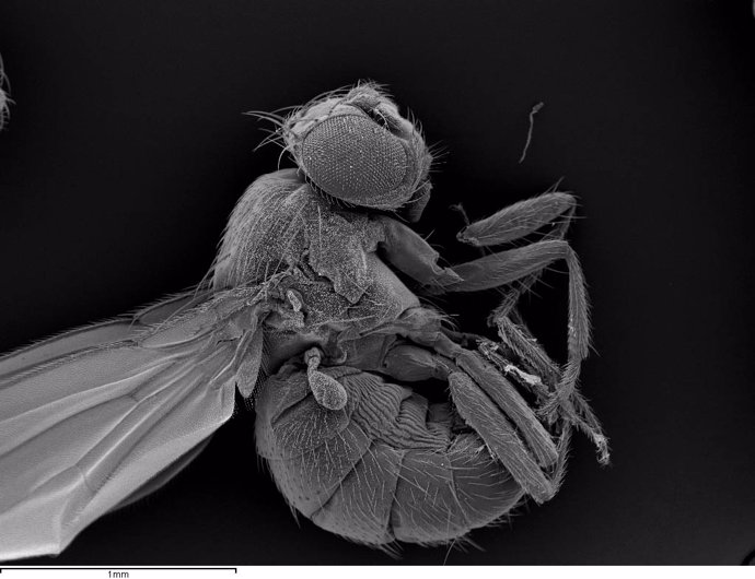 Imagen de una mosca de la fruta adulta, 'Drosphila melanogaster'