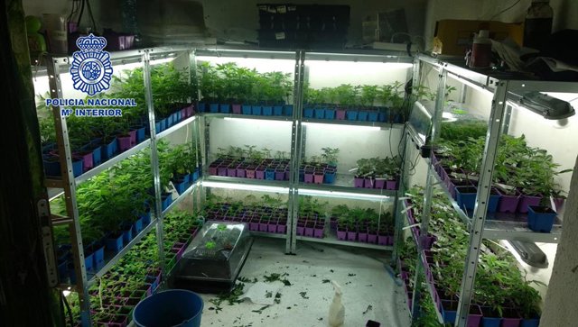 Imagen de la plantación intervenida