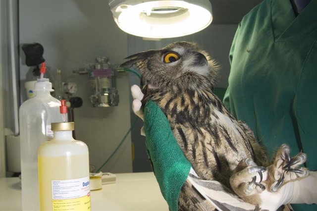 Imagen de un búho real tratado en el quirófano del Centro de Recuperación y Hospital de Fauna gestionado por GREFA.