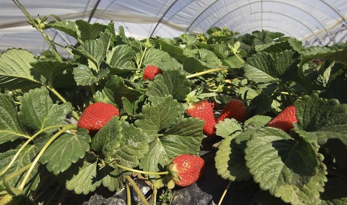Fresas de Huelva