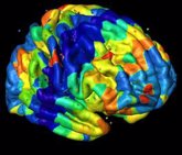 Foto: Investigadores españoles avanzan en el conocimiento de la arquitectura genética de la corteza cerebral
