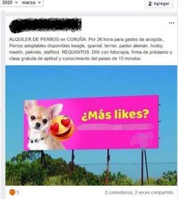 IDENTIFICADO INDIVIDUO POR ALQUILAR SUS PERROS PARA SACARLOS A PASEAR