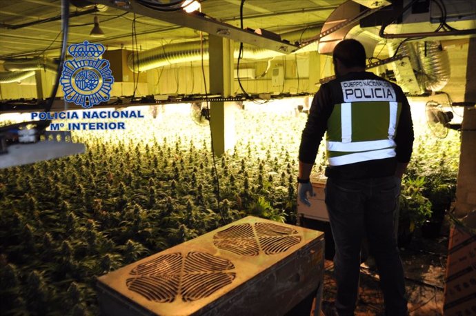 Policía Nacional desmantela un cultivo hidropónico de marihuana e incauta 3147 plantas
