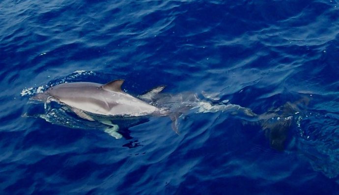 Mamifero incluido en una guía elaborada por la Diputación de Málaga