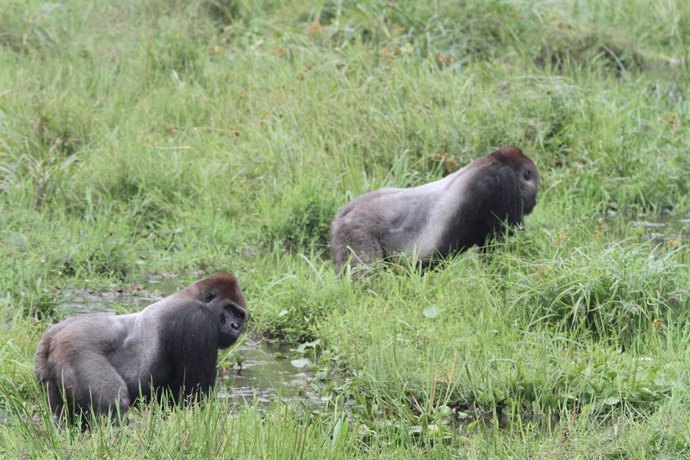 Coronavirus.- Uganda prohíbe temporalmente las visitas turísticas para ver goril