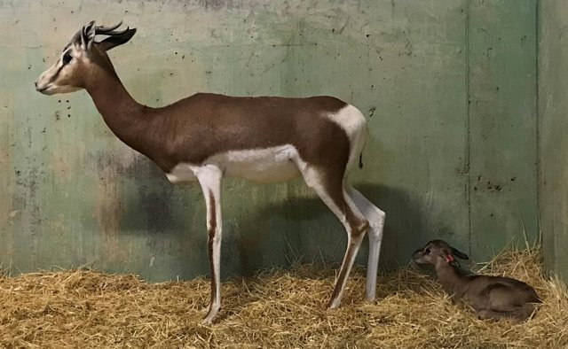 Una gasela en extinció, primer naixement de Bioparc durant el confinament