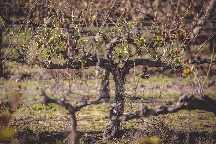 Coronavirus.- La DO Tarragona alerta de una caída de las ventas del 95% y pide u
