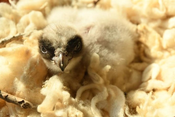 Uno de los polluelos de quebrantahuesos enviados de Lleida a Cazorla