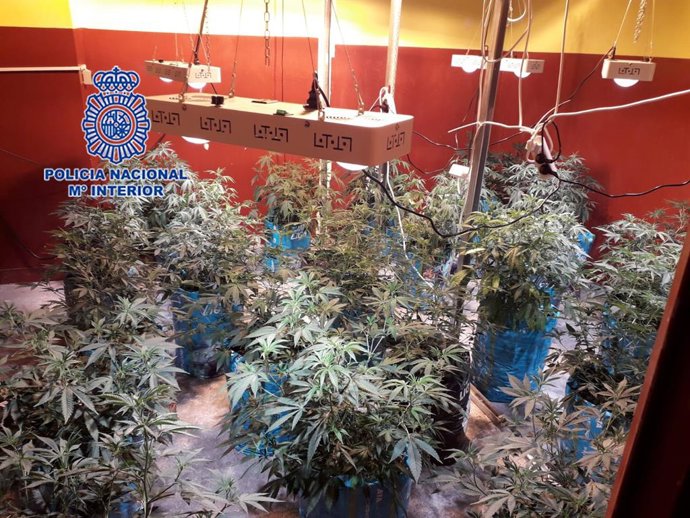 Policía Nacional detiene a dos personas en una asociación de cannabis que albergaba una plantación de marihuana en su interior
