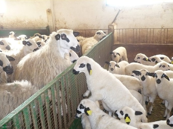 Imagen de un rebaño de ovejas