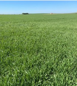 Imagen facilitada por COAG sobre el estado del cereal sembrado en Castilla y León