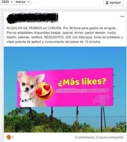 Denunciado un home por alugar aos seus cans na Coruña para sacalos a pasear durante o estado de alarma.