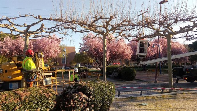 Trabajos-Poda-Althenia-iso-45001