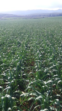 Málaga.- Asaja asegura que la lluvia llega a tiempo de salvar cultivos en florac