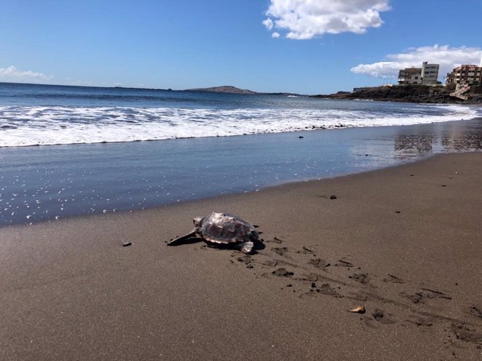 Tortuga devuelta al mar en Gran Canaria