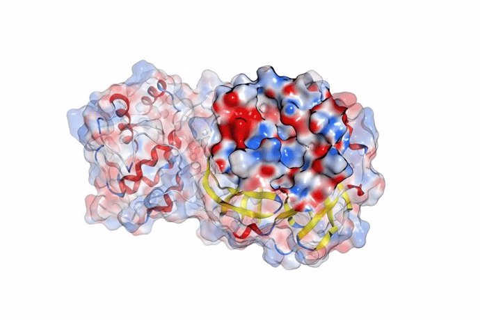 El modelo estructural de la proteasa del virus SARS-CoV-2, también conocido como coronavirus o Covid-19