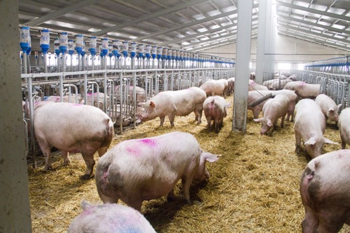 Economía.-El sector del porcino pide medidas a Agricultura para productos como e