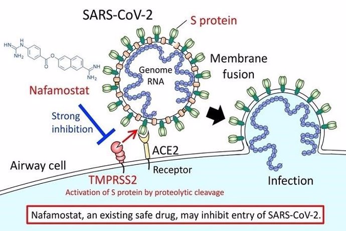 Nafamostat, un medicamento seguro existente, puede inhibir la entrada de SARS-CoV-2.