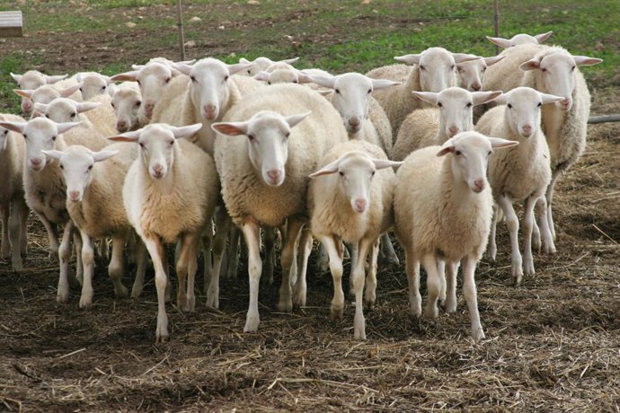 Coronavirus.- Agricultura pone en marcha las ayudas a los productores de cordero