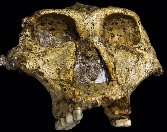 Cráneo de Paranthropus robustus