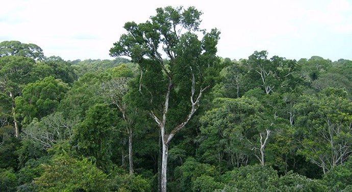Bosques naturales en la Amazonía