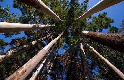 La Xunta elimina la autorización previa para la tala de eucaliptos y pinos  en terrenos protegidos