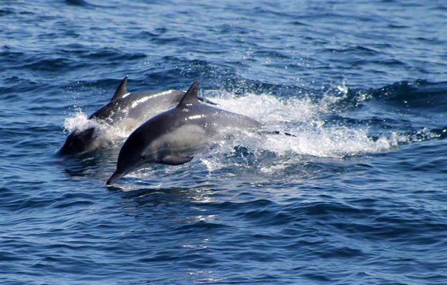 Delfines en el Océano Índico.