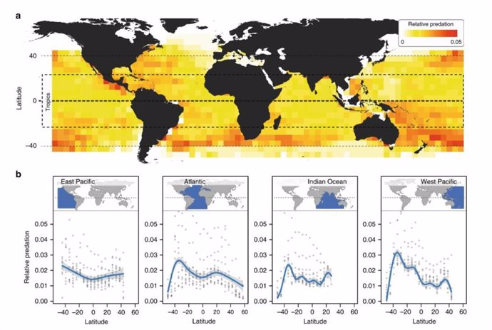 Depredadores océanicos, más activos en mares templados que en el ecuador