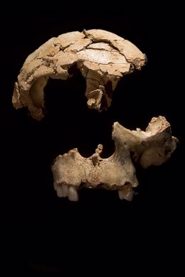 Resdtos óseos hallados en Atapuerca.