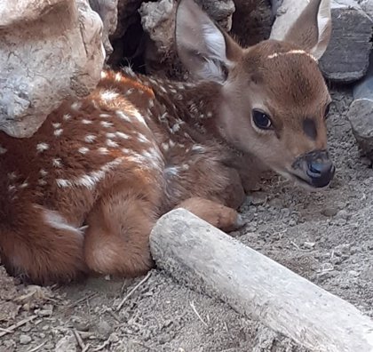 Terra Natura Benidorm acoge los primeros nacimientos con la llegada de la  primavera