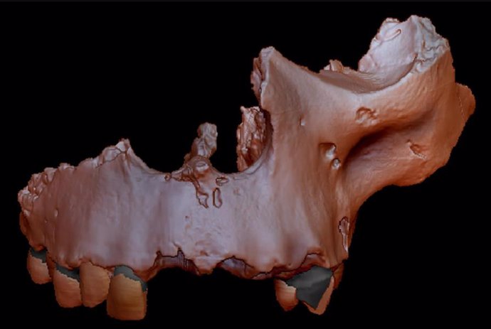 Reconstrucción digital de mandíbula de Atapuerca