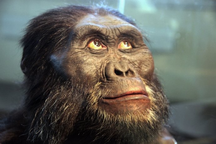 Los homínidos tenían cerebro de simio, pero crecía como el humano