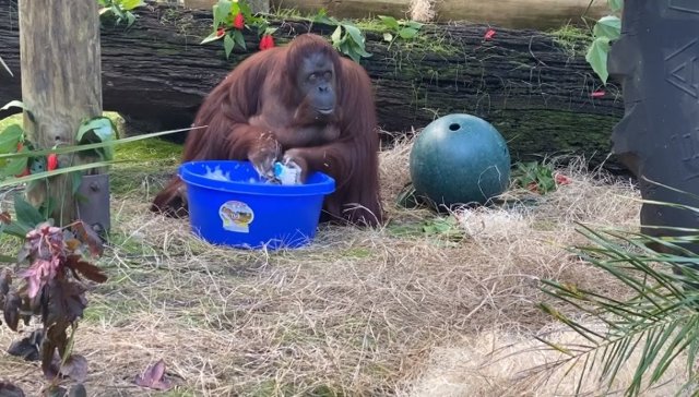 Sandra, la orangutana